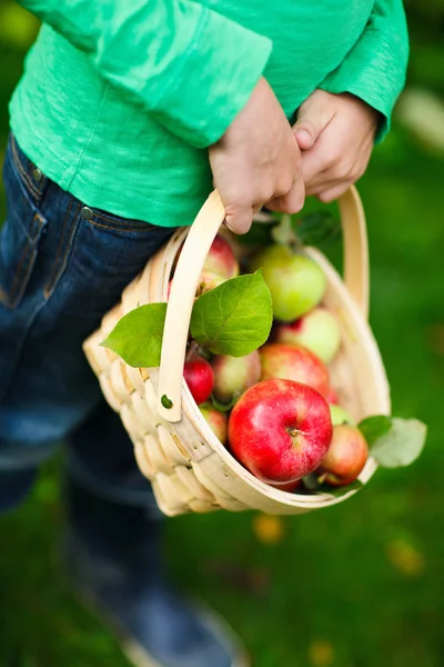 Organic apples in a basket — Stock Photo, Image