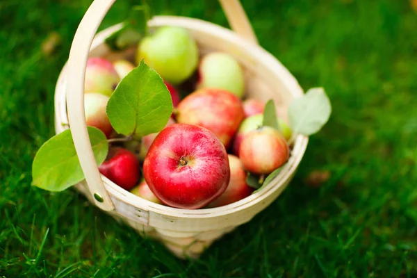 Organic apples in a basket — Stock Photo, Image