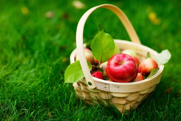 Organic apples in a basket — Stock Photo, Image