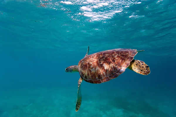 Tartaruga marina di Hawksbill — Foto Stock