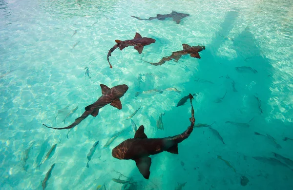 Tiburones enfermeros — Foto de Stock