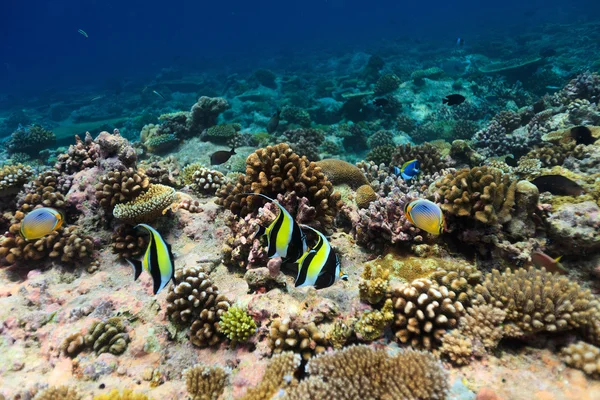 水下珊瑚礁 — 图库照片