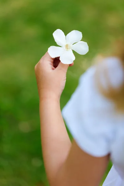 Λευκό τροπικό λουλούδι — Φωτογραφία Αρχείου