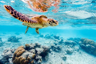 Hawksbill sea turtle swimming at coral reef in tropical ocean in Maldives clipart