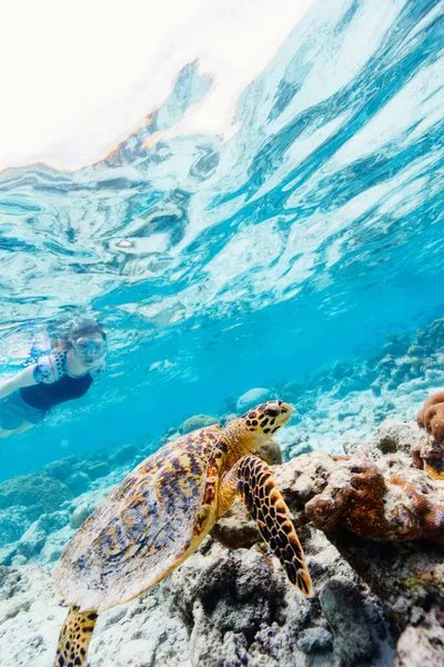 马尔代夫热带海洋中的霍克斯比尔海龟在珊瑚礁游泳 — 图库照片