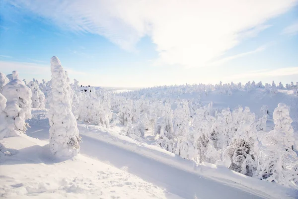 芬兰拉普兰美丽的冬季风景 雪地覆盖着树木 — 图库照片