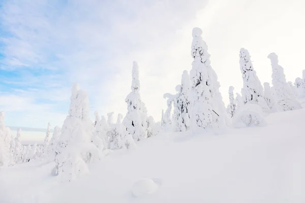 Majestuoso Paisaje Invernal Con Árboles Nevados Laponia Finlandia —  Fotos de Stock