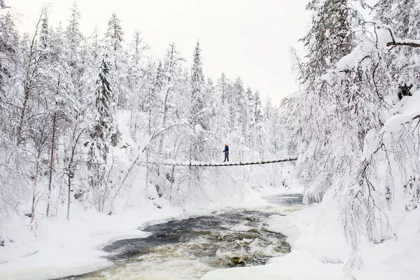 芬兰拉普兰Oulanka国家公园白雪覆盖森林中河上吊桥景观的研究 — 图库照片