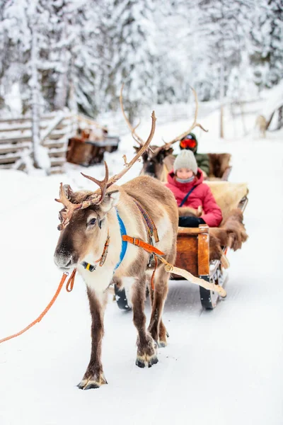 Enfants Adolescents Safari Rennes Dans Forêt Hiver Laponie Finlande — Photo