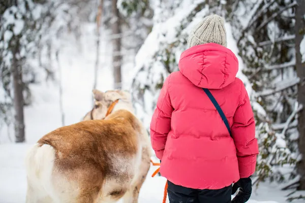 Achteraanzicht Van Een Jong Meisje Wandelend Met Rendieren Het Winterbos — Stockfoto