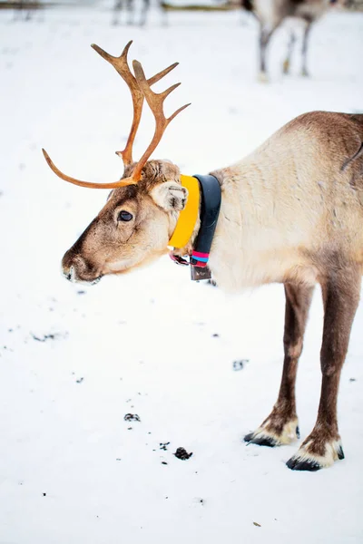 Retrato Renas Fazenda Lapônia Finlândia Livre Dia Inverno — Fotografia de Stock