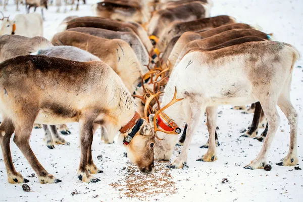 Manada Renos Granja Laponia Finlandia Día Invierno — Foto de Stock