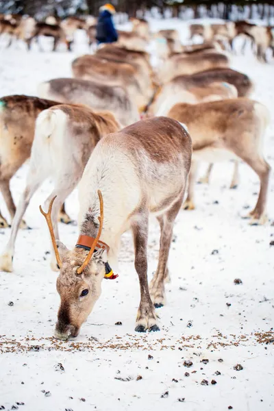 Herd Rendieren Boerderij Lapland Finland Winterdag — Stockfoto