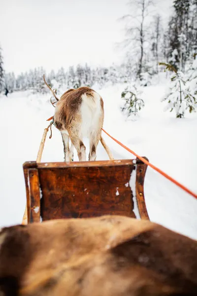 Σαφάρι Ταράνδων Στο Όμορφο Δάσος Του Χειμώνα Στη Φινλανδική Λαπωνία — Φωτογραφία Αρχείου