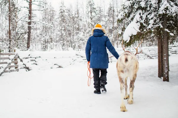 Обратный Вид Человека Идущего Оленями Зимнем Лесу Лапландии Финляндия — стоковое фото