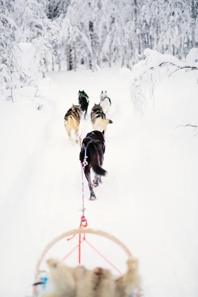 芬兰拉普兰冬季森林里牵着哈士奇犬滑行 — 图库照片