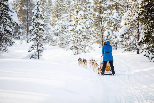 Laponya Köpekli Genç Bir Bayanın Kızak Kayışının Arka Planı — Stok fotoğraf