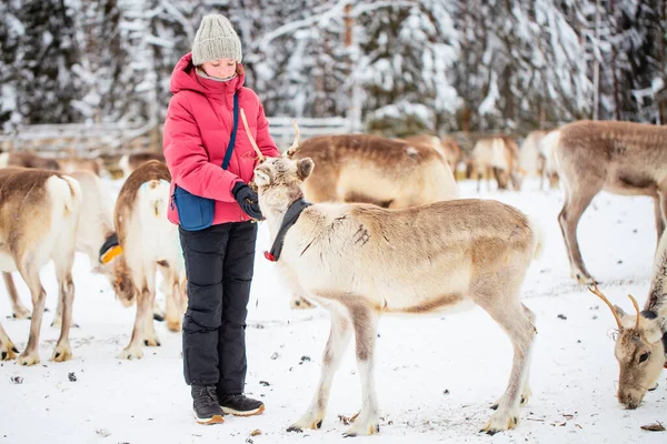 Cute Pre Teen Girl Outdoors Feeding Reindeers Farm Beautiful Snowy — Stock Photo, Image