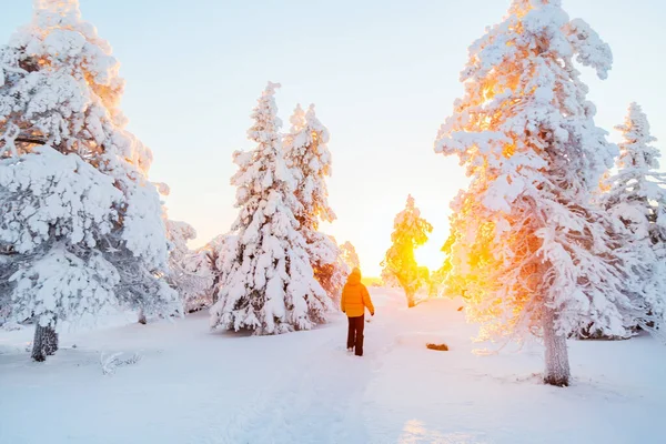 Visão Traseira Jovem Caminhando Floresta Inverno Entre Árvores Cobertas Neve — Fotografia de Stock
