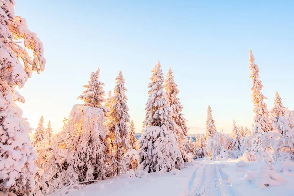 Majestosa Paisagem Florestal Inverno Com Árvores Cobertas Neve Lapônia Finlândia — Fotografia de Stock