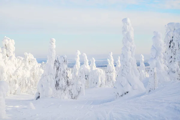 芬兰拉普兰美丽的冬季风景 雪地覆盖着树木 — 图库照片