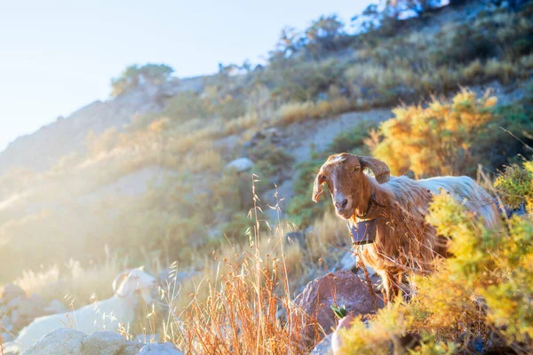 Goat Grazing Outdoors Milos Island Greece — Stock Photo, Image