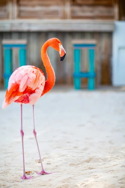 Pink Flamingo Beach Aruba — Stock Photo, Image