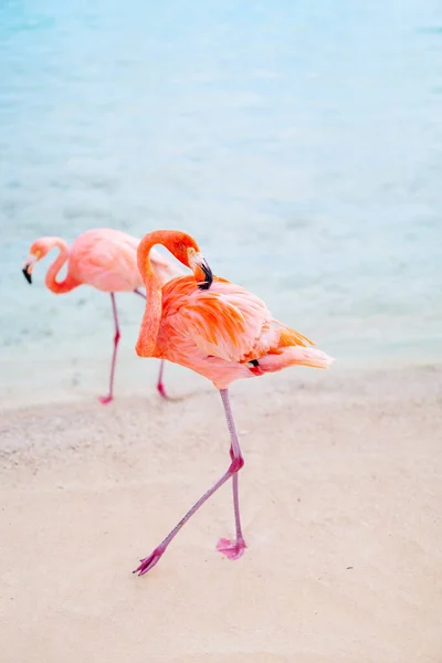 Pink Flamingos Beach Aruba —  Fotos de Stock