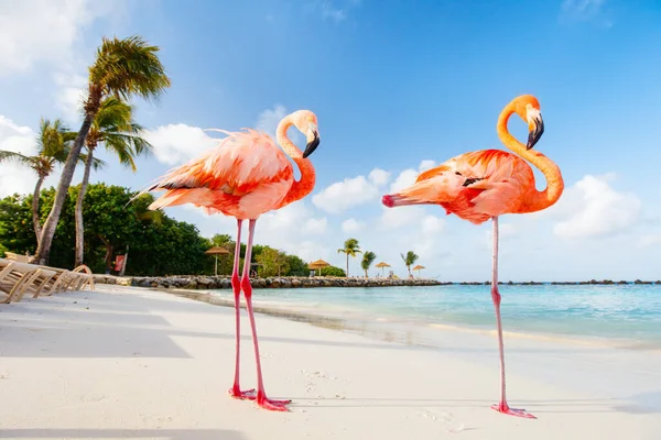 Pink Flamingos Beach Aruba — Stockfoto