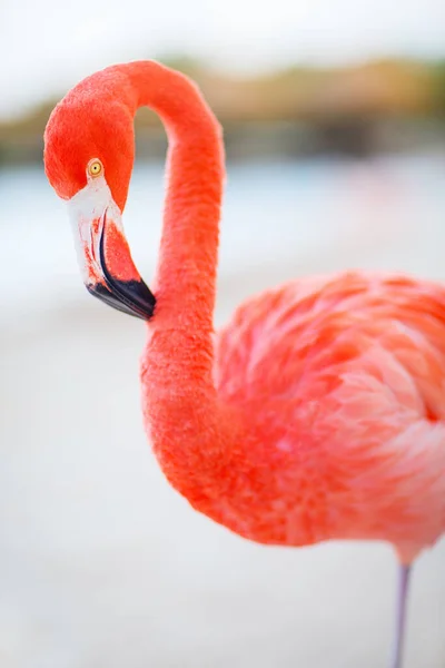 Pink Flamingo Beach Aruba — ストック写真