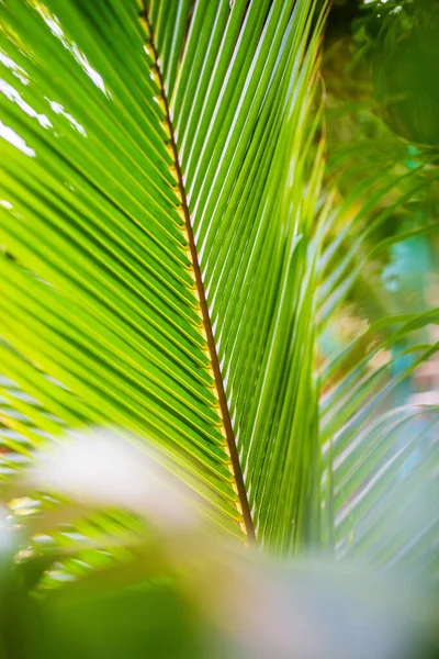 Nature Background Fresh Green Palm Tree Leaves Close — 图库照片