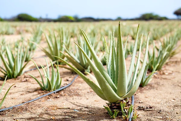 Plantation Aloe Vera Island Aruba Aloe Vera Used Herbal Medicine — Zdjęcie stockowe