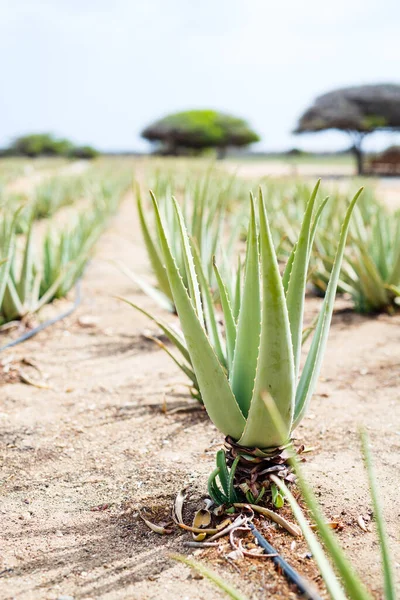 Plantation Aloe Vera Island Aruba Aloe Vera Used Herbal Medicine — Zdjęcie stockowe