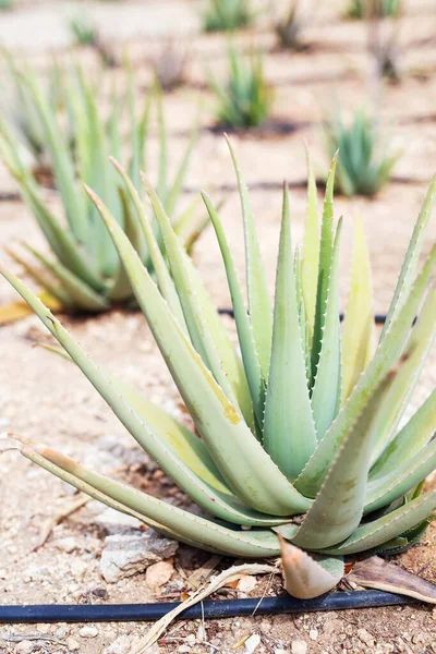 Plantation Aloe Vera Island Aruba Aloe Vera Used Herbal Medicine — Stockfoto