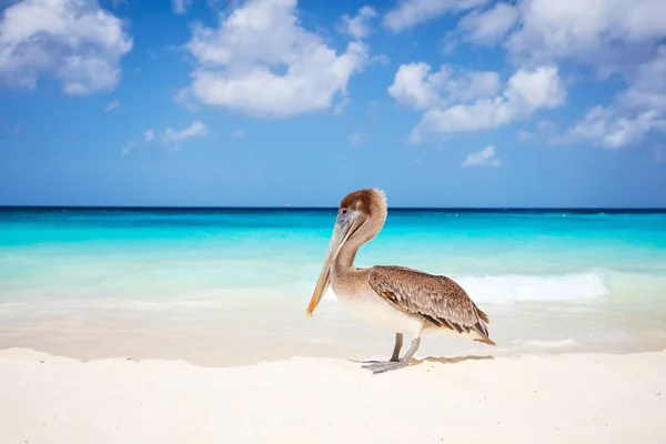Pelican Idyllic Tropical Beach White Sand Turquoise Ocean Water Aruba — Stock fotografie