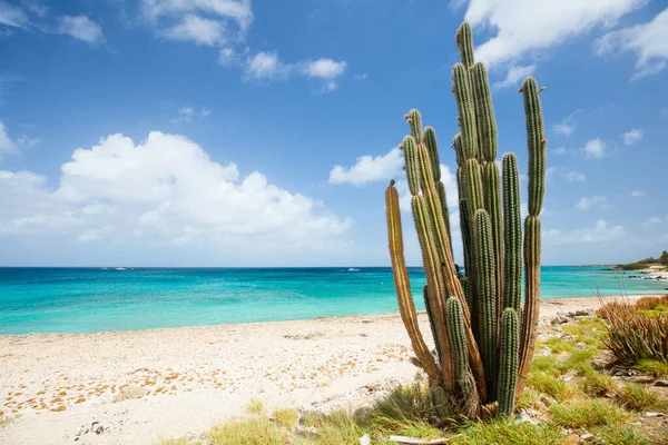 Idyllic Tropical Beach White Sand Turquoise Ocean Water Aruba Island — Foto Stock