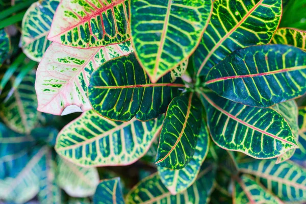 Nature Background Fresh Green Tree Leaves Close — ストック写真