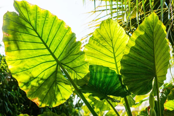 Nature Background Fresh Green Palm Tree Leaves Close — Stockfoto