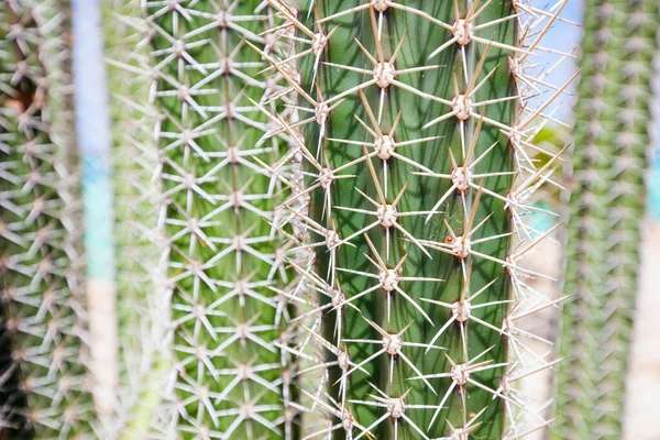 Nahaufnahme Der Kakteenstruktur — Stockfoto