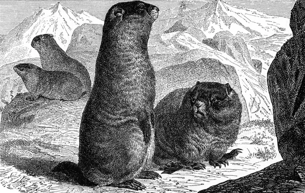 Alpina murmeldjur — Stockfoto