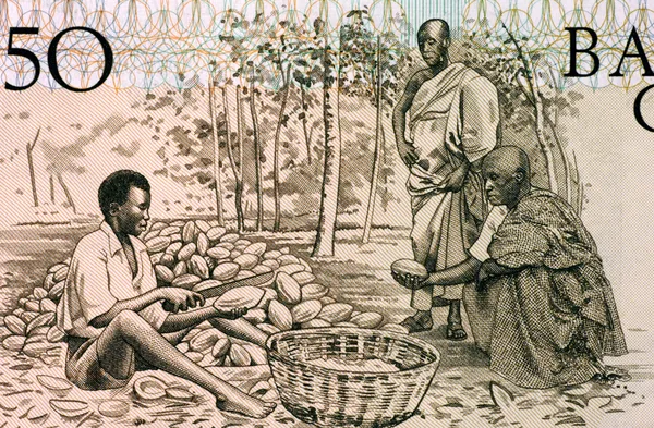 Hommes Diviser les pots de Cacao — Photo