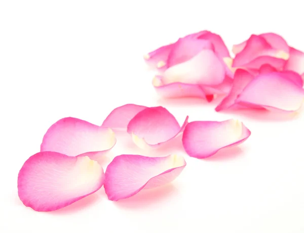 Petali di rosa rosa — Foto Stock