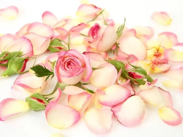Pink roses and petals Stock Photo