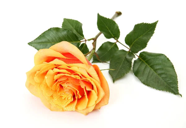 Rosa eccellente su uno sfondo bianco — Foto Stock