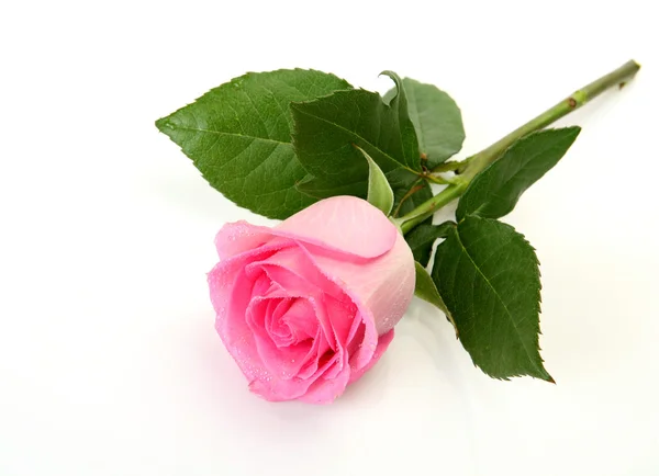 Pink rose — Stock Photo, Image