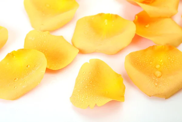 Petals of yellow roses — Stock Photo, Image