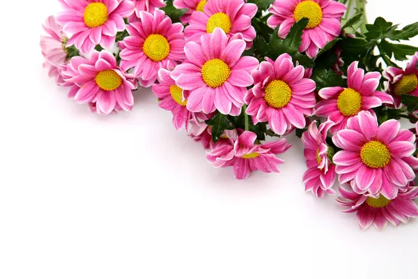 Pink flowers — Stock Photo, Image