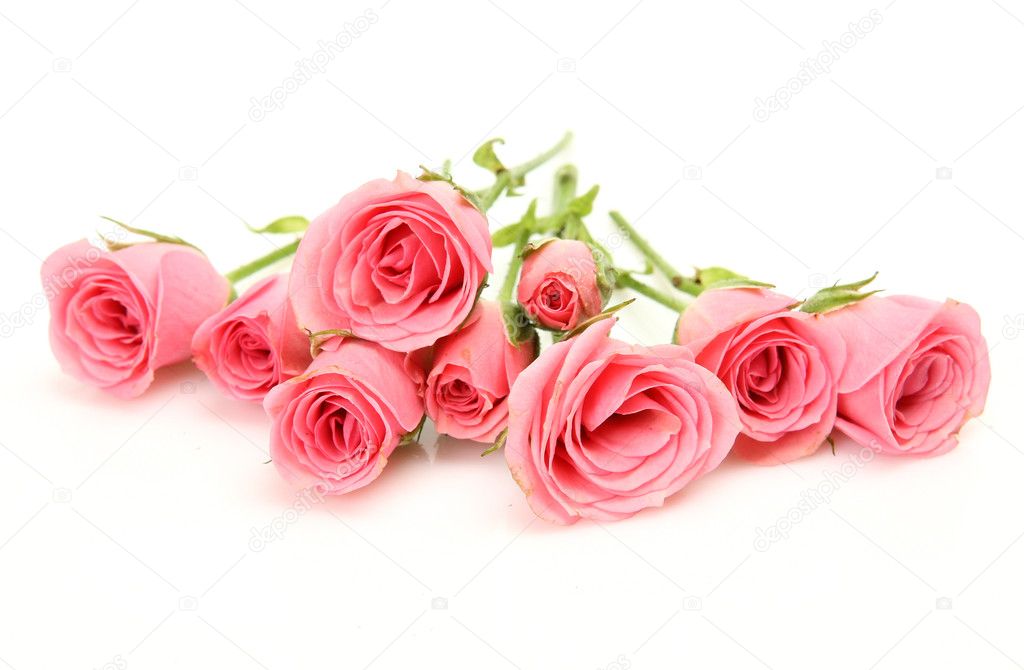 Pink roses