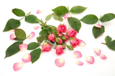 pembe güller