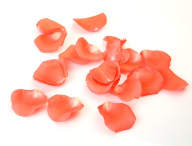 Beyaz arka planda gül yaprakları